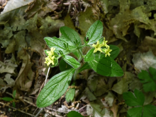 {Lithospermum tuberosum}